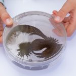 Eisenspäne stellen das Magnetfeld dar. Ein Versuch aus dem Experimentierkasten Magnetspiele